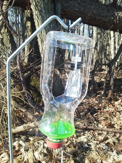 Simple black stem borer trap: inverted juice container with sides cut away containing an ethanol lure in the top and soapy water in the bottom. Photo credit: Mike Haas, MSU.