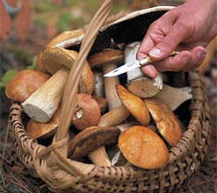 Mushrooms in a basket.