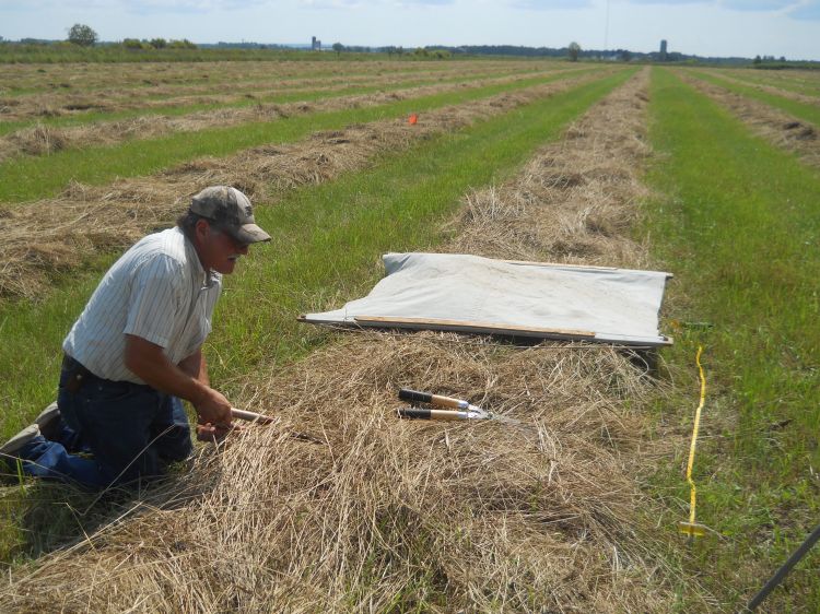 Yield check on Aug. 15, 2017. All photos by Jim Isleib, MSU Extension.