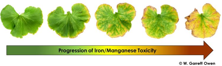Figure 1. Progression of low substrate pH induced iron (Fe) and manganese (Mn) toxicity symptoms in zonal geranium (Pelargonium × hortorum). Photo: W. Garrett Owen.