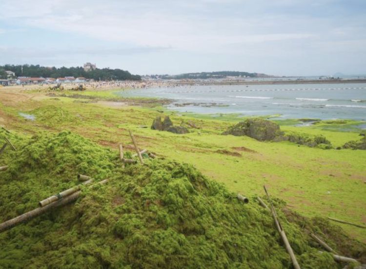 Algae bloom in China