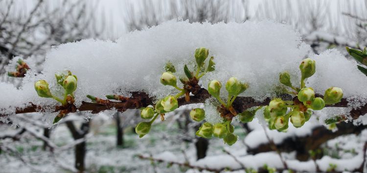Snow on Japanese plum branch and buds.