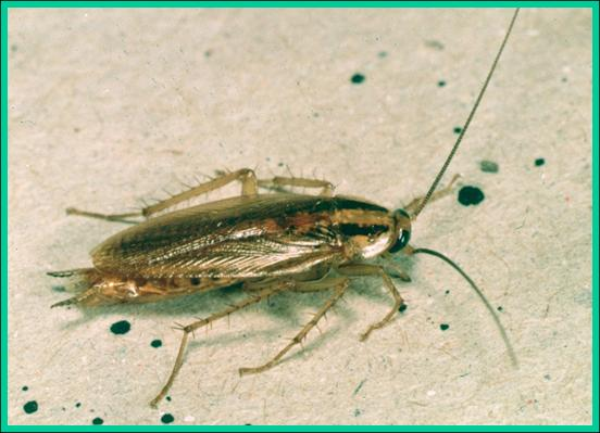 German cockroach