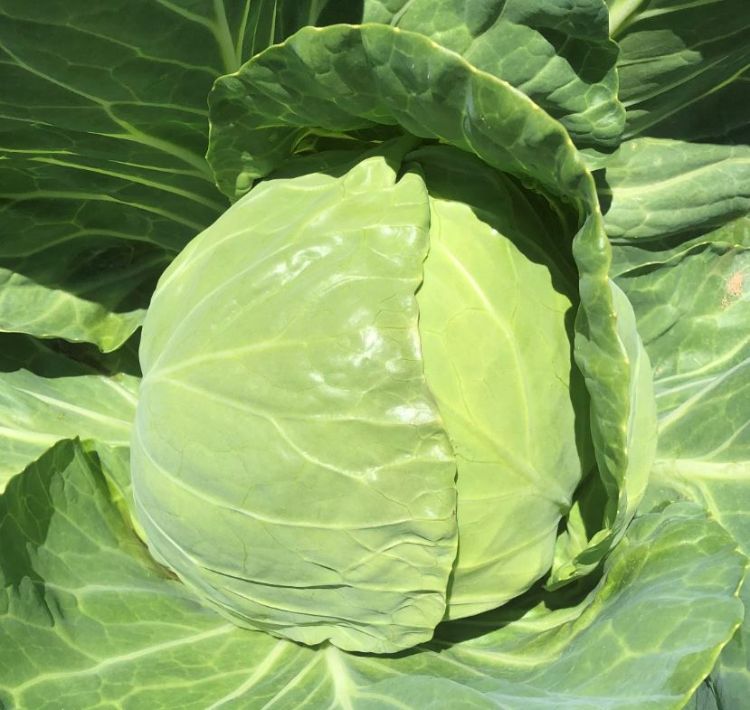 Cabbage plant