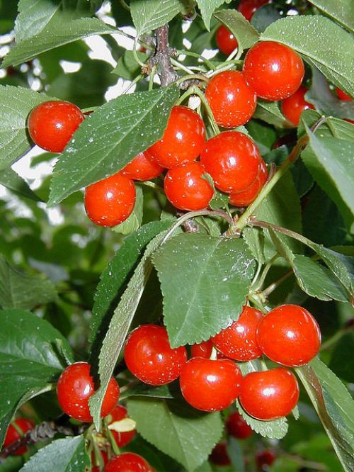 Michigan tart cherries