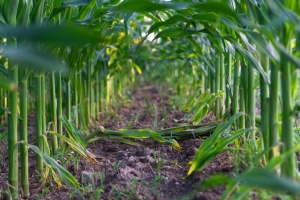 Site-specific corn nitrogen management