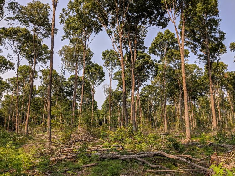 photo of shelterwood trees