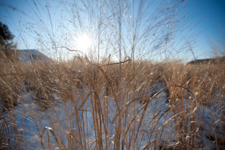 Switchgrass