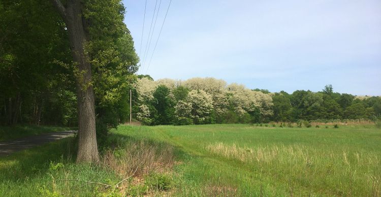 Black locust grove in peak bloom.