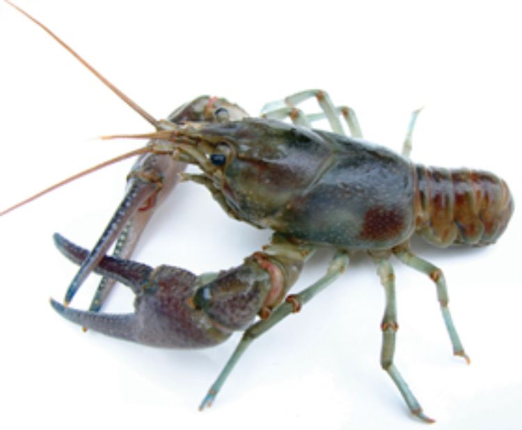 Licensed Michigan anglers can now legally harvest invasive rusty crayfish – but for culinary purposes only. Use of rusty crayfish for bait is strictly prohibited. Photo credits: Minnesota Sea Grant.