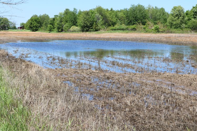 Standing water still common in many fields in the Central Regions of Michigan