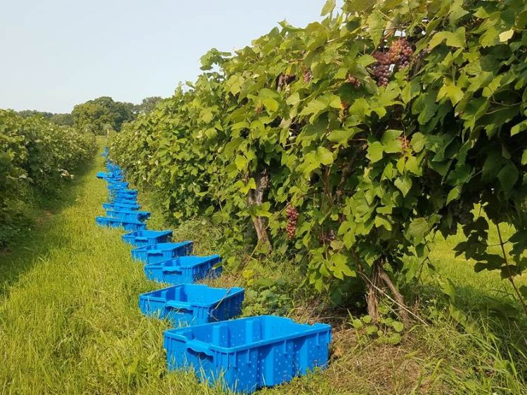 Grapes being harvested