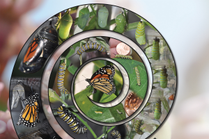 New EQIP initiative to enhance monarch butterfly habitat in Michigan