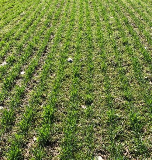 Weeds in winter wheat.