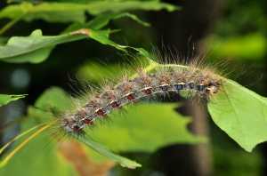 Btk One Management Option For Gypsy Moth Landscaping