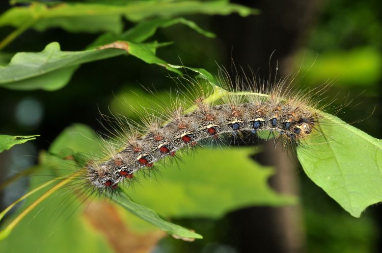 Gypsy moth caterpillar feeding on oak leaf.