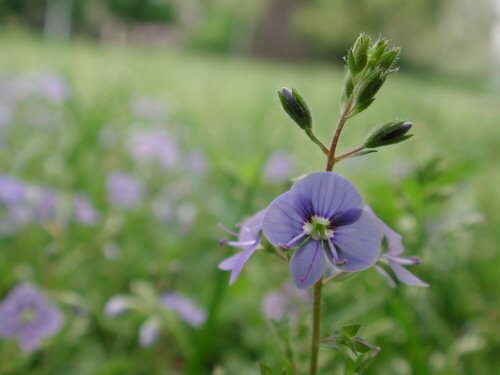  Germander Speedwell4.jpg 