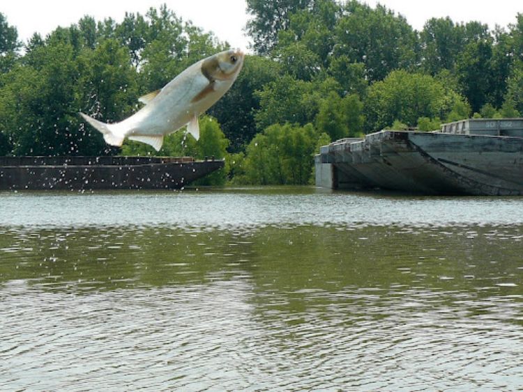 A silver carp is seen jumping out of the water. Photo: Michigan Sea Grant