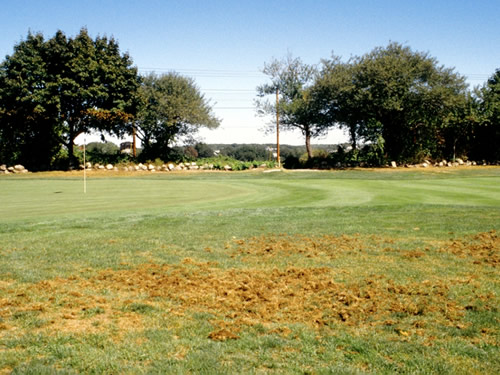 Damage to gold course grass from animals 