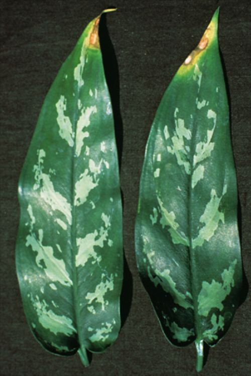 Photo 1. Necrosis on leaf tips from fluoride toxicity. Photo credit: J.M.F. Yuen, “Plant Disease Diagnosis,” APSnet.org