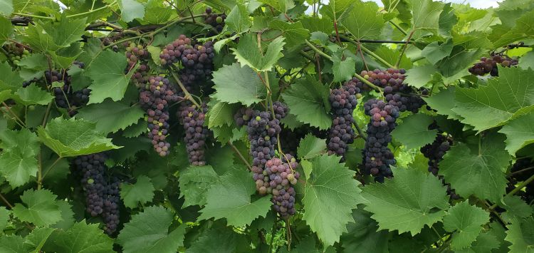 Closeup of grapes on the vine.