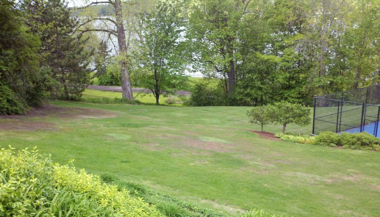 European crane fly damage to a recreational lawn on May 11, 2012 in Grand Rapids, Michigan. Photo by Kevin Timmer.