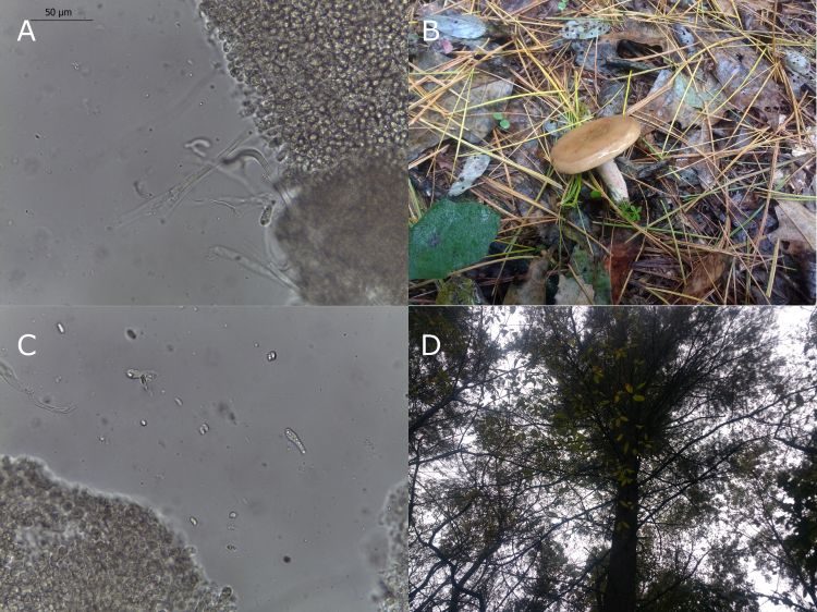 A) Clamp connections are present on hyphae (400x). B) Specimen in the field, growing under oak and white pine. C) Spores are ellipsoid, unpigmented. D) Habitat of specimen.