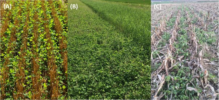 Different types of cover crops