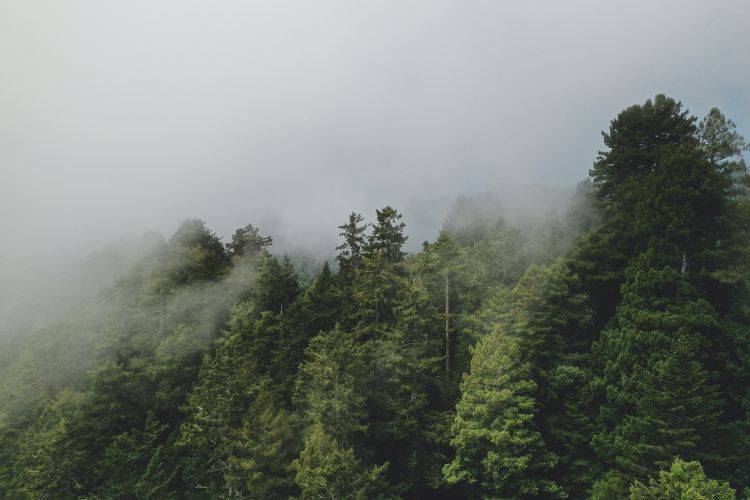 Trees surrounded by a cloud of fog.