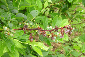 Shoot blight in Michigan blueberries