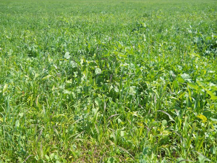 Multi-species cover crop in Chatham, Michigan, in July 2013. Photo credit: Jim Isleib, MSU Extension