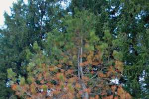 pine brown turning trees why msu