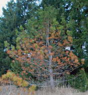 Why Are My Pine Trees Turning Brown Msu Extension