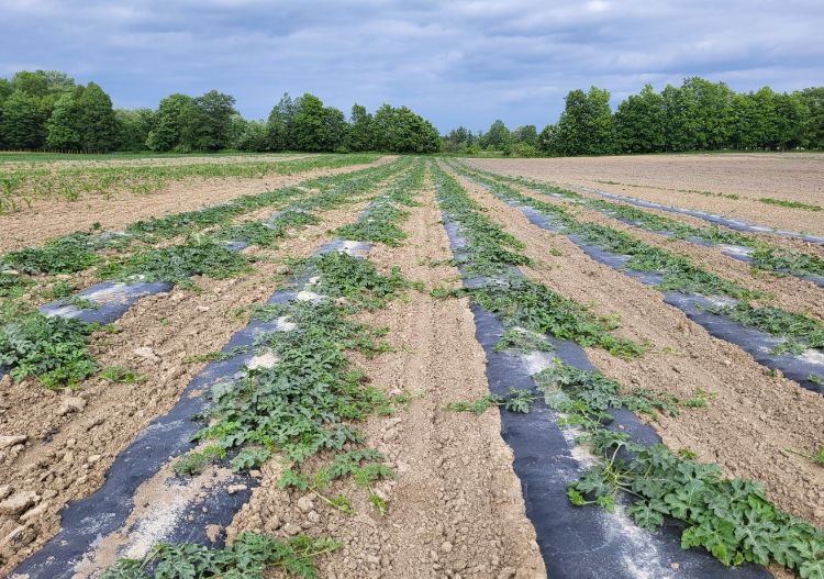 OSU Takes Field Day Online - Potato Country