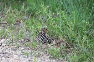 Exploring your world: Coping with cold through hibernation