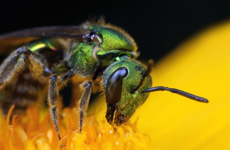 A native sweat bee feeding on pollen. Photo credit: Noah Fram-Schwartz