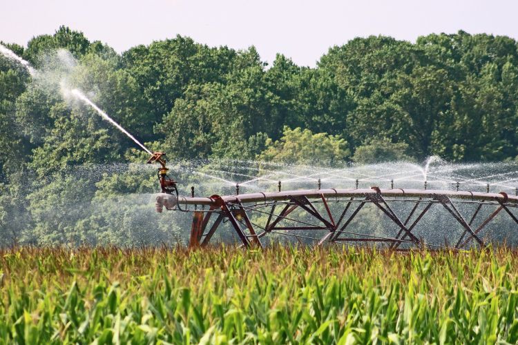 Irrigated corn field