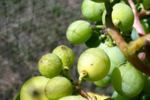 Southwest Michigan grape scouting report – August 9, 2016