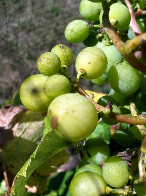 Drought-stressed muscat grapes on a third-year vine. Photo: Brad Baughman, MSU Extension.