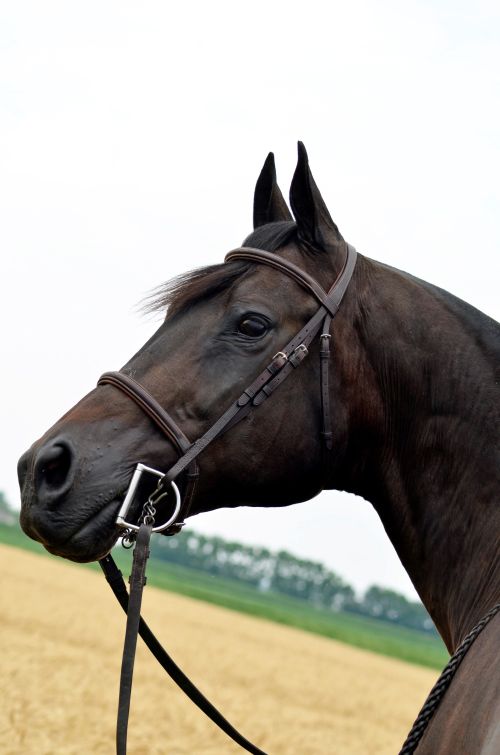 Seen here is a properly fitted English bridle with a Kimberwicke bit.