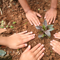 Children pat down dirt around a new transplant.