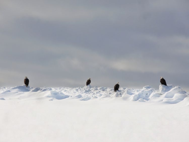 Four bald eagles are perched on snow banks in the eastern Upper Peninsula.