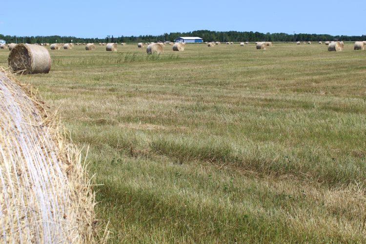 Baled hay in Dafter, Michigan