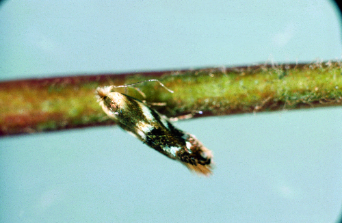 Adults are brown and short with transverse bands on each forewing. 