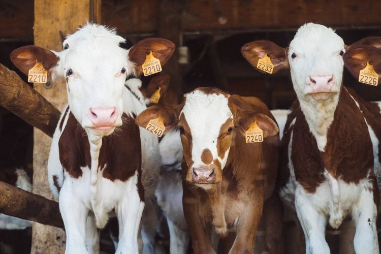 Cows in barn