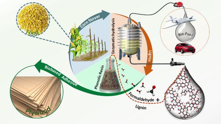 The illustration shows how lignin from corn stover is converted into biobased adhesives.