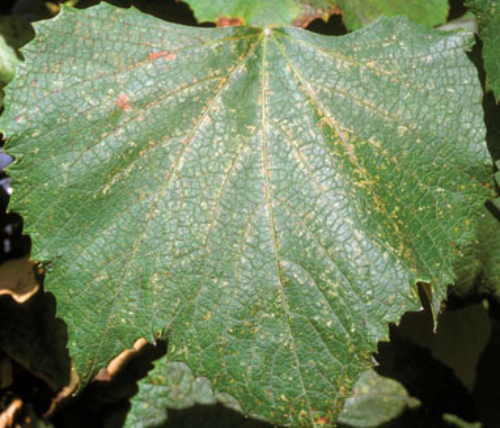 Early signs of damage include stippling along leaf veins.