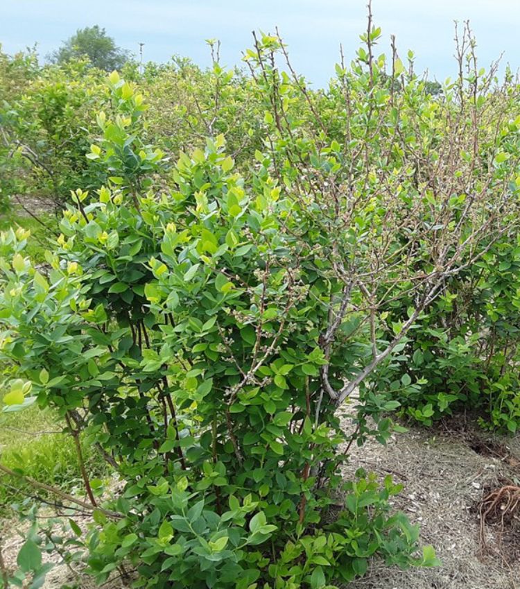 Winter damage in Elliott blueberries