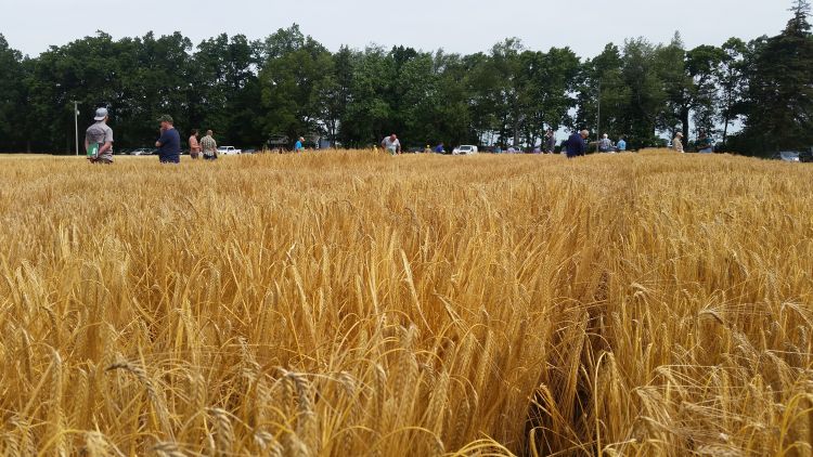 More than 70 people atteneded the Malting Barley Field Day at KBS, June 2017. 