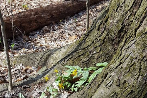 Spring ephemeral feature: Trout lilies